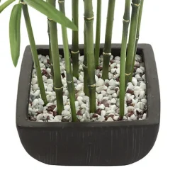 Bambus o wysokości 180 cm z ceramiczną    doniczką