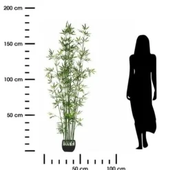 Bambus o wysokości 180 cm z ceramiczną doniczką