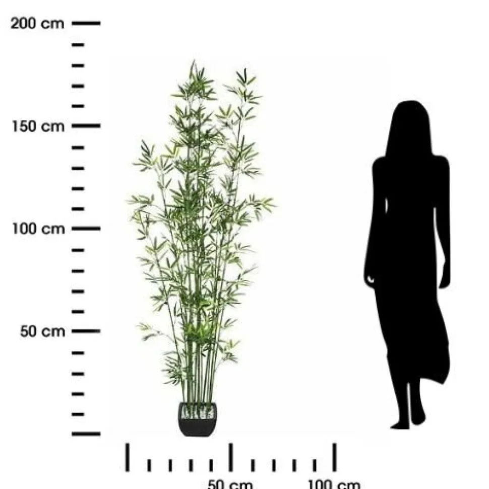 Bambus o wysokości 180 cm z ceramiczną doniczką