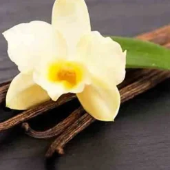 Dyfuzor Premium Reed 100ml Ginger and Orange Blossom