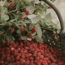 Dyfuzor Premium Reed 100ml. Raspberry and Black Vanilla