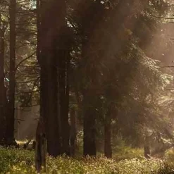 Olejek eteryczny 30ml. Amber & Sandalwood