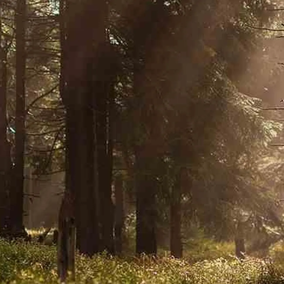 Olejek eteryczny 30ml. Amber & Sandalwood