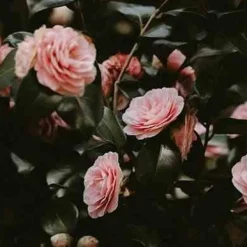 Olejek eteryczny 30ml. Bulgarian Rose & Oud