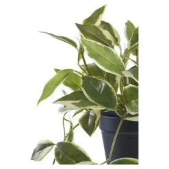 Sztuczna roślina Hoya 33 cm