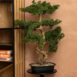 Sztuczne drzewko Bonsai 86cm w czarnej    ceramicznej donicy