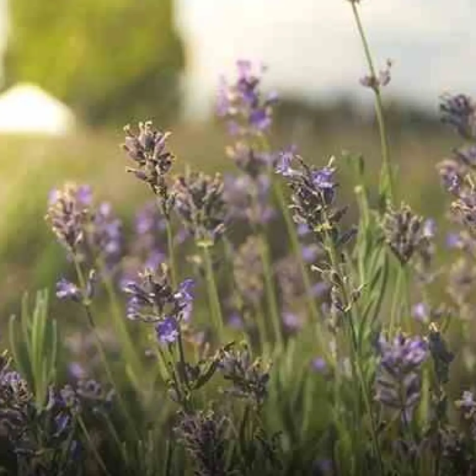 Świeca XL 600gr. Provence Lavender