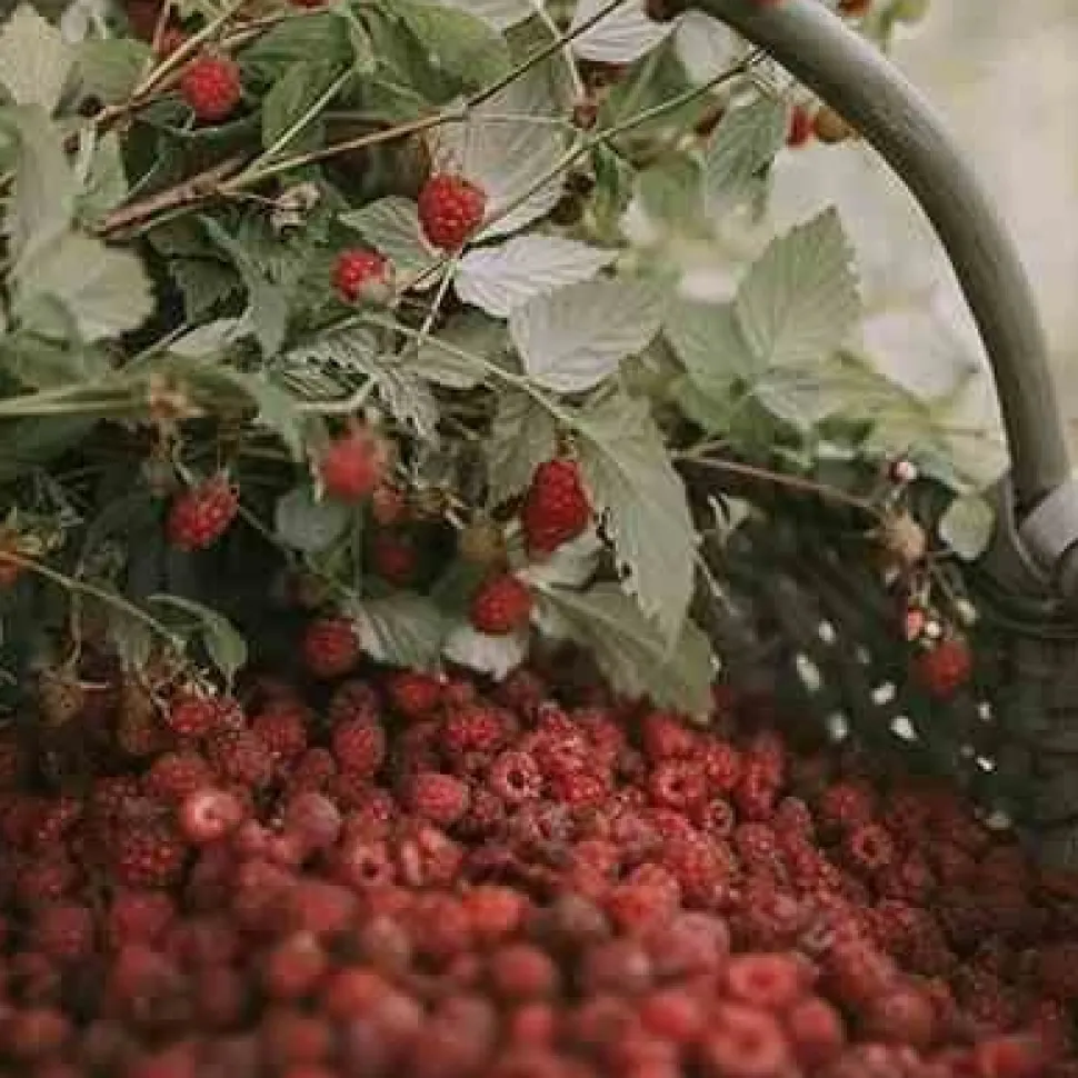 Świeca XL 600gr. Raspberry and Black Vanilla