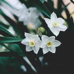 Świeca XL 600gr. Tuberose and Jasmine