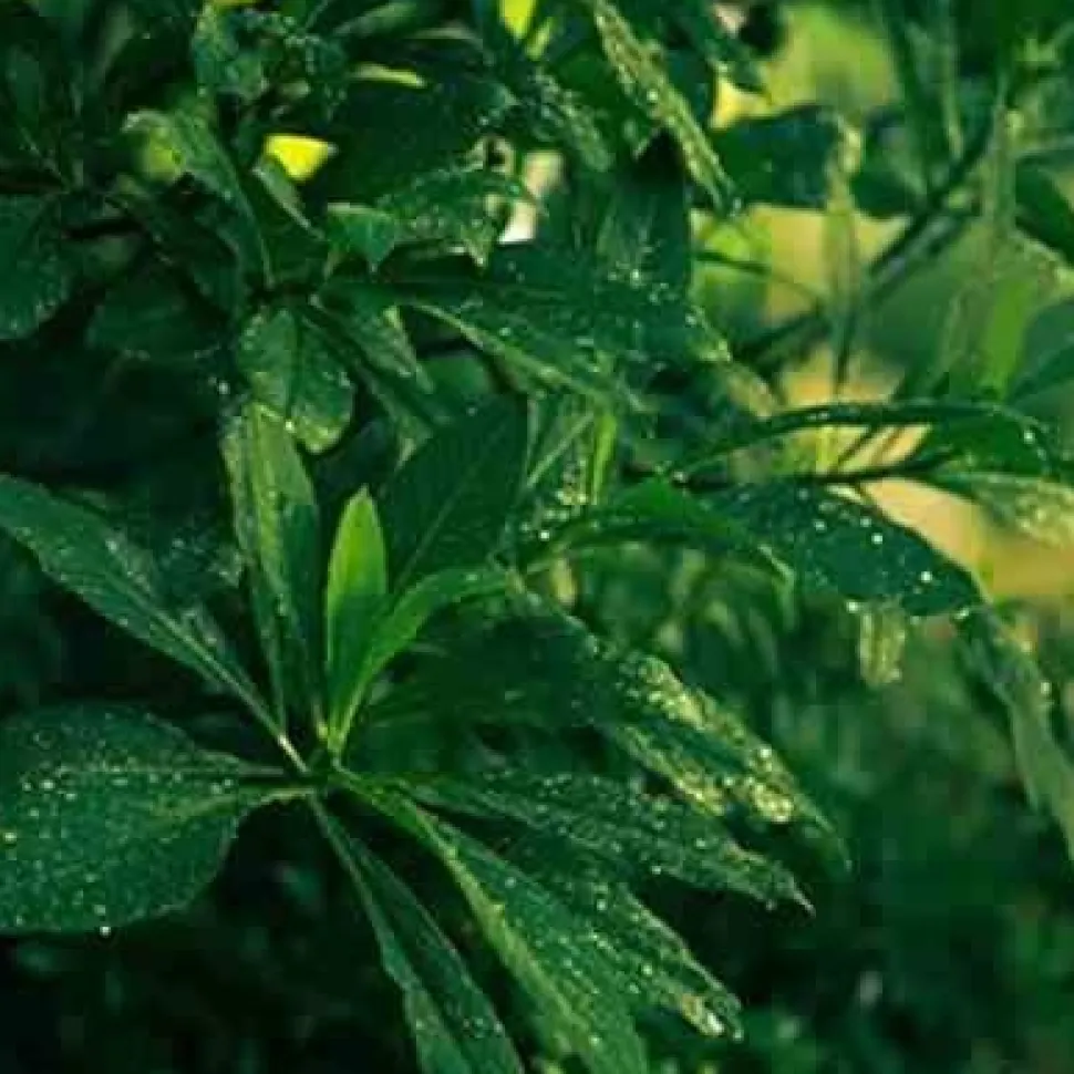 Świeca XXL 3,5kg. Tea and Lemongrass